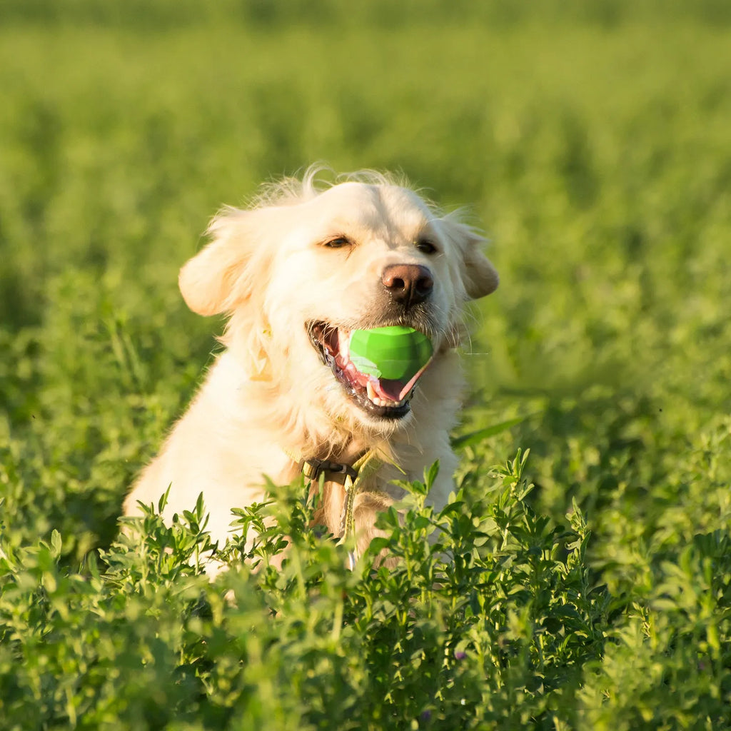 Green natural rubber squeaky chew ball dog toy for medium and large breeds