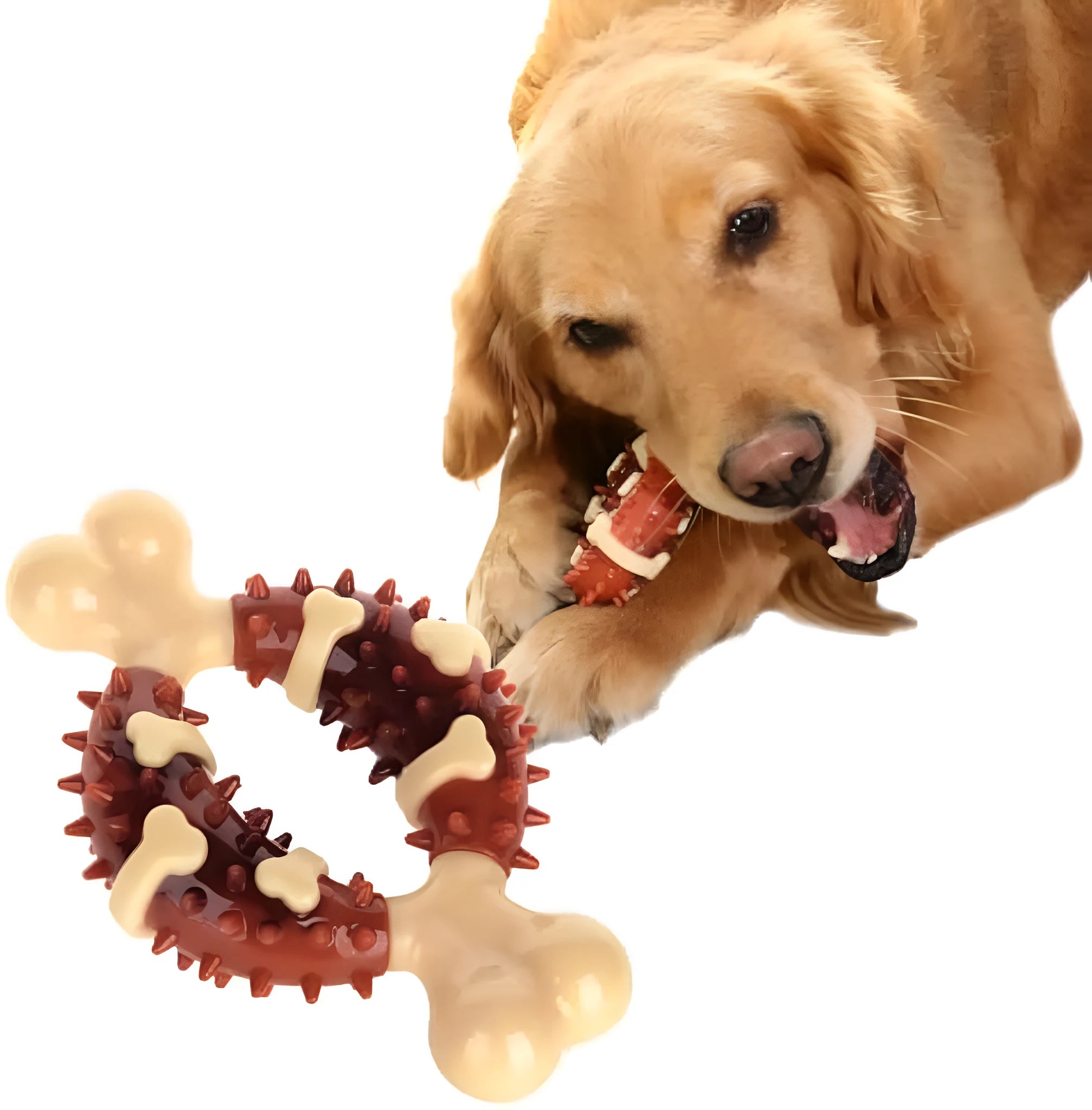 Natural rubber bone-shaped dog molar toy for teeth cleaning in two sizes