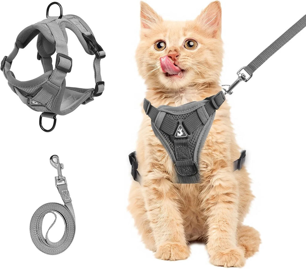 Blue breathable mesh cat chest harness with reflective stitching and leash, on a cat outdoors