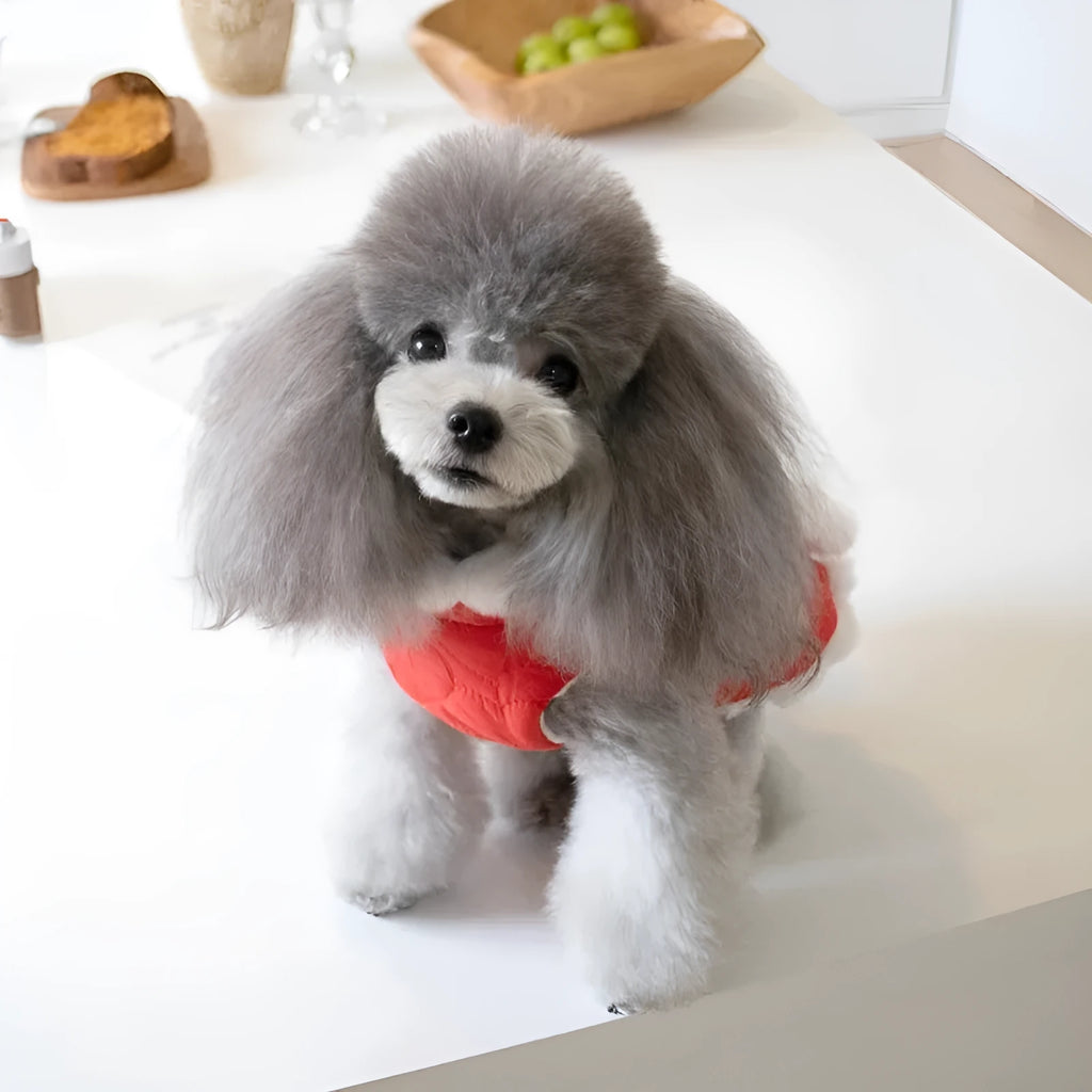 Red cotton pet coat with fur collar and Chinese knot detail for autumn and winter