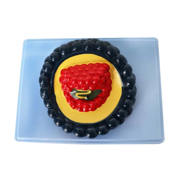 Black PVC virus biological model measuring 20×15×7cm for educational demonstration