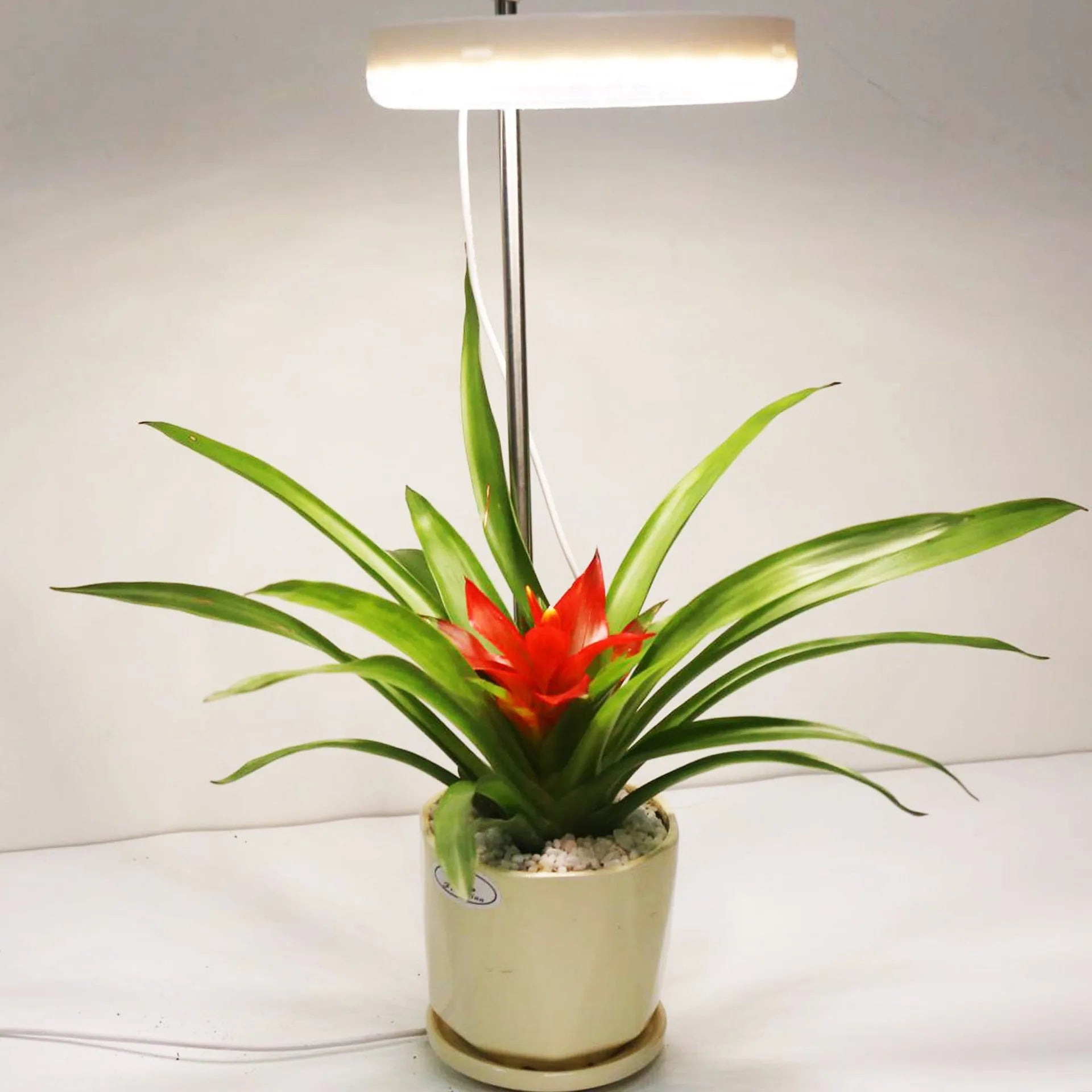 Compact desk plant growth light with full spectrum LED lighting options