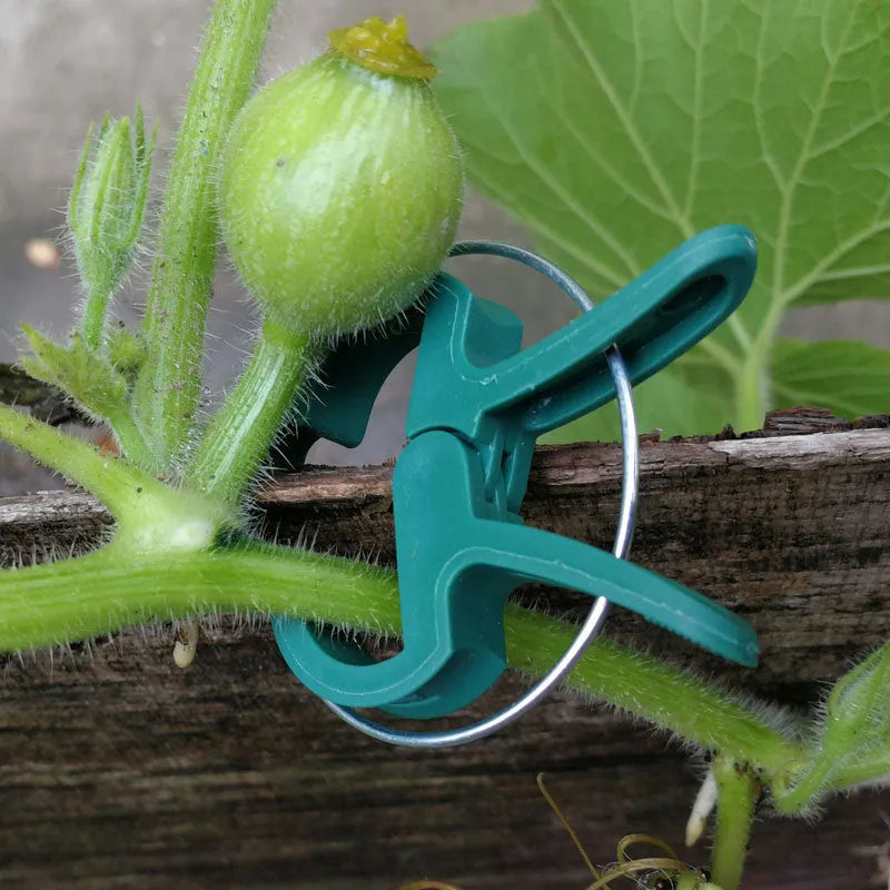 Green plastic plant fixing clips for climbing plants including tomatoes and beans