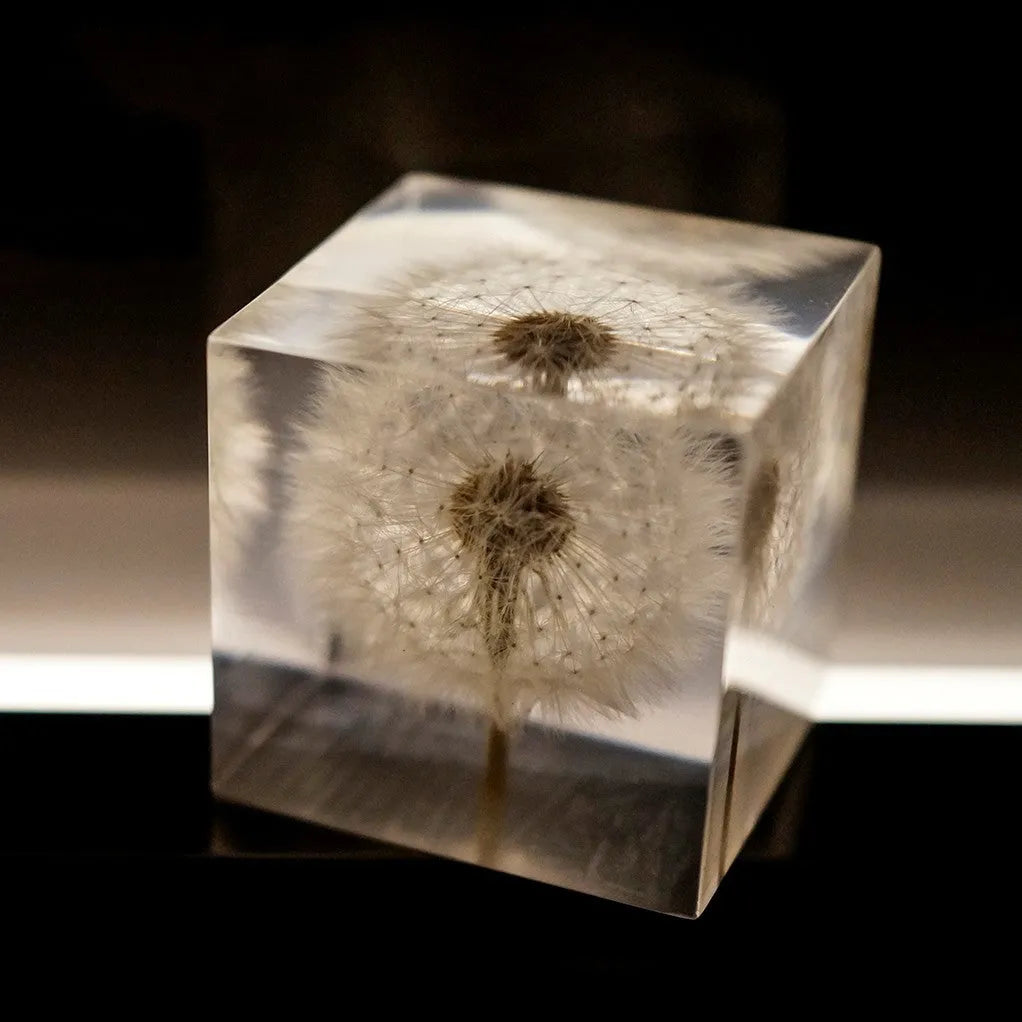 Dandelion preserved in a clear 5cm resin cube on a wooden box with USB charging base for tabletop decoration