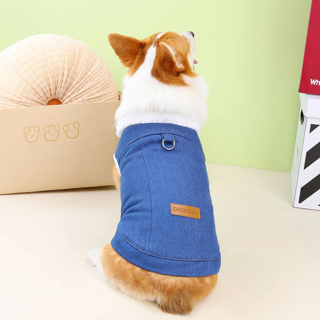 Corgi dog wearing a dark blue denim cotton coat on a walk