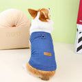 Corgi dog wearing a dark blue denim cotton coat on a walk