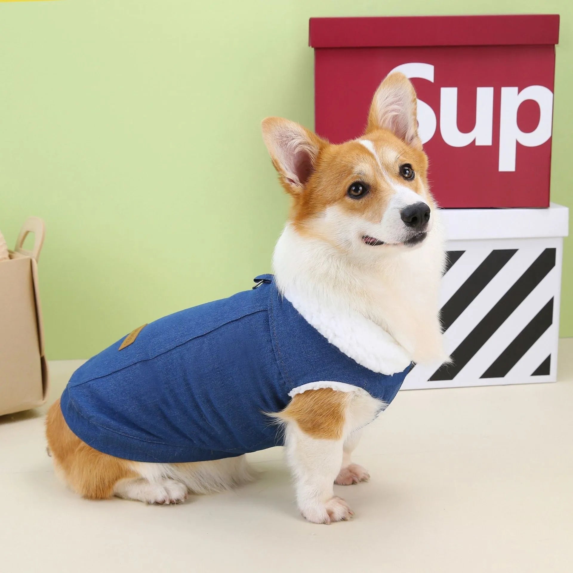Corgi dog wearing a dark blue denim cotton coat on a walk