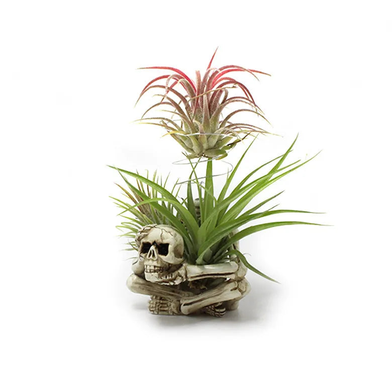 Resin gothic skull planter bracket for tillandsia air plants with three components