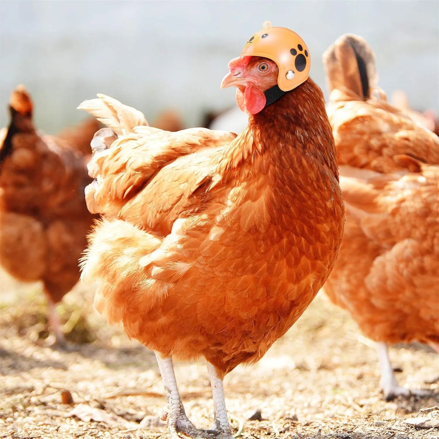 Small pet helmet for chicken and bird protection with adjustable elastic bands