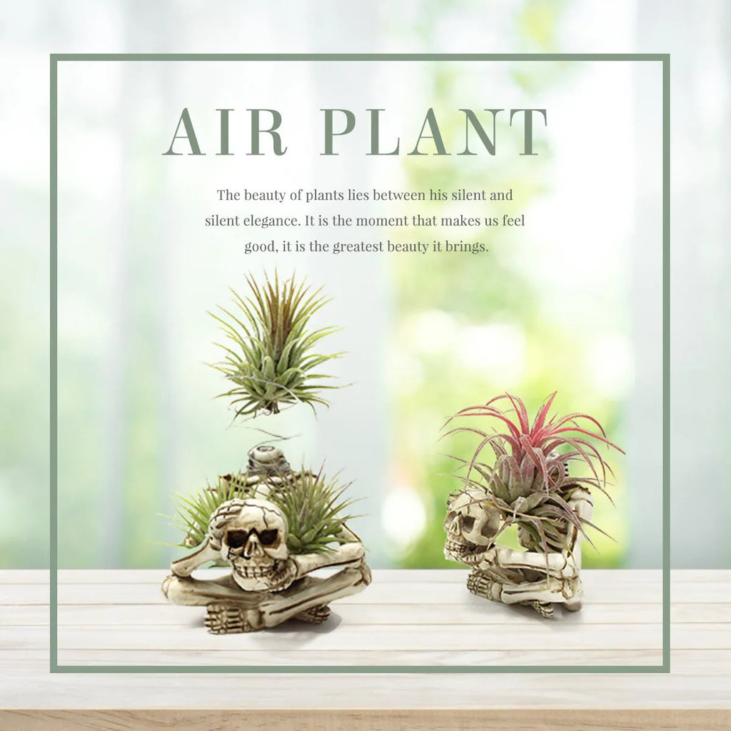 Resin gothic skull planter bracket for tillandsia air plants with three components