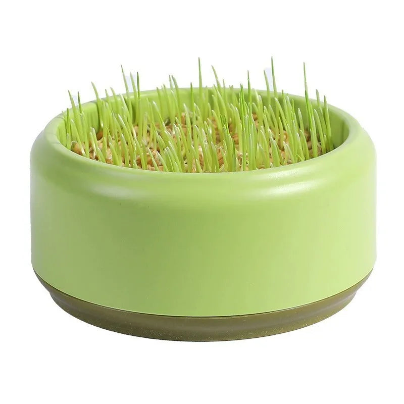 Hydroponic cat grass growing kit with soilless potted seeds in blue, green and yellow cup options