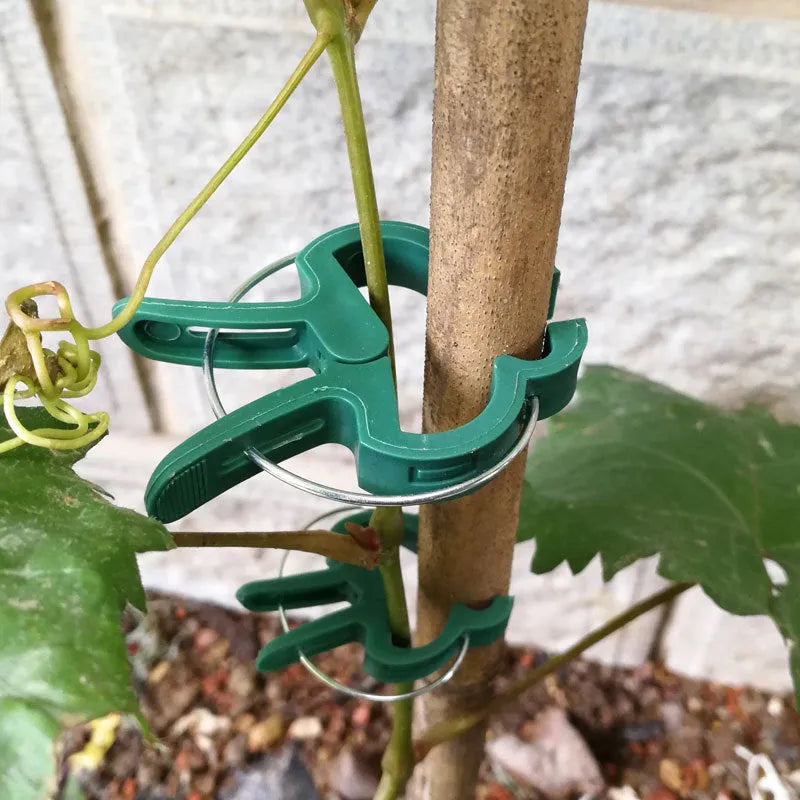 Green plastic plant fixing clips for climbing plants including tomatoes and beans