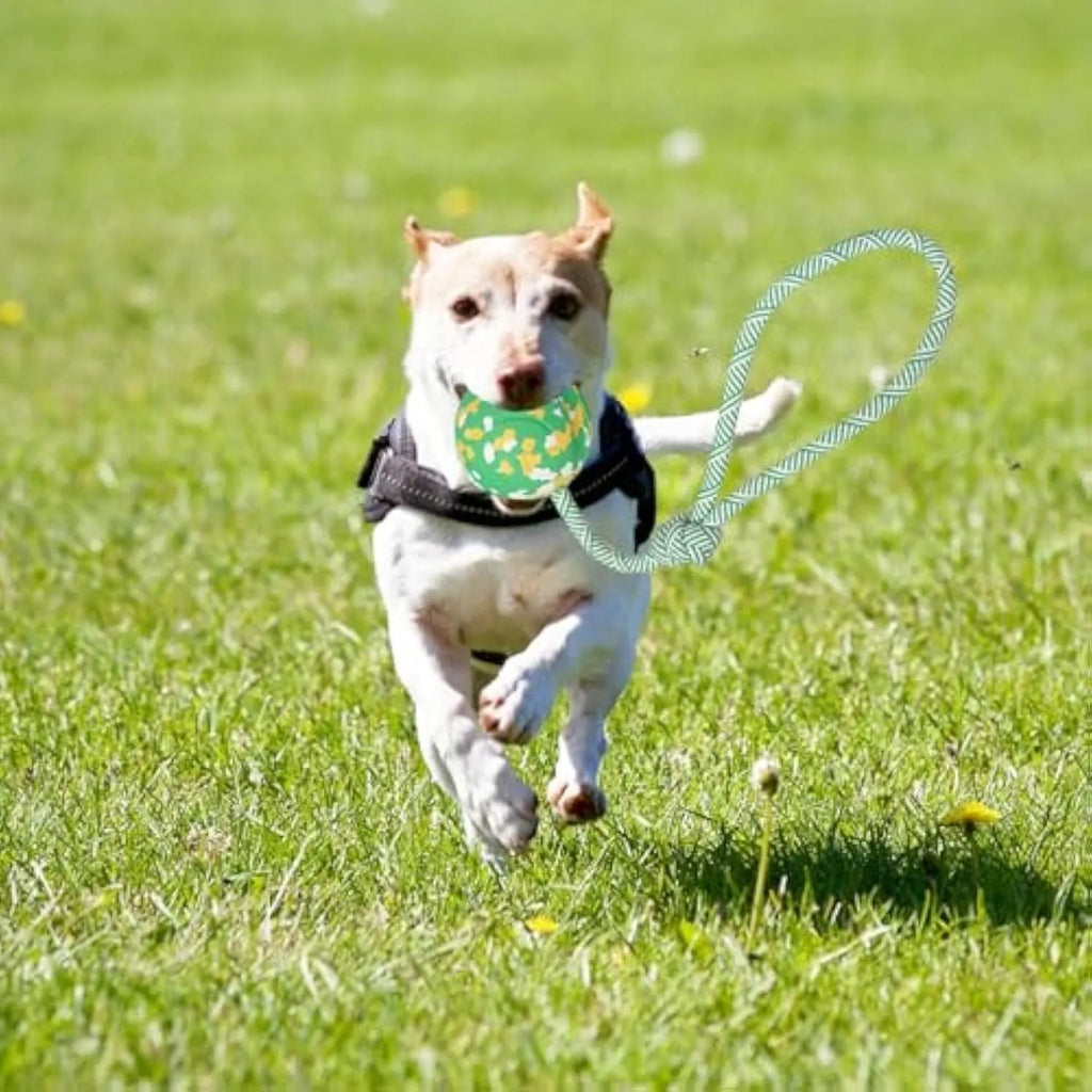 Natural rubber dog ball attached to nylon rope toy for medium and small dogs