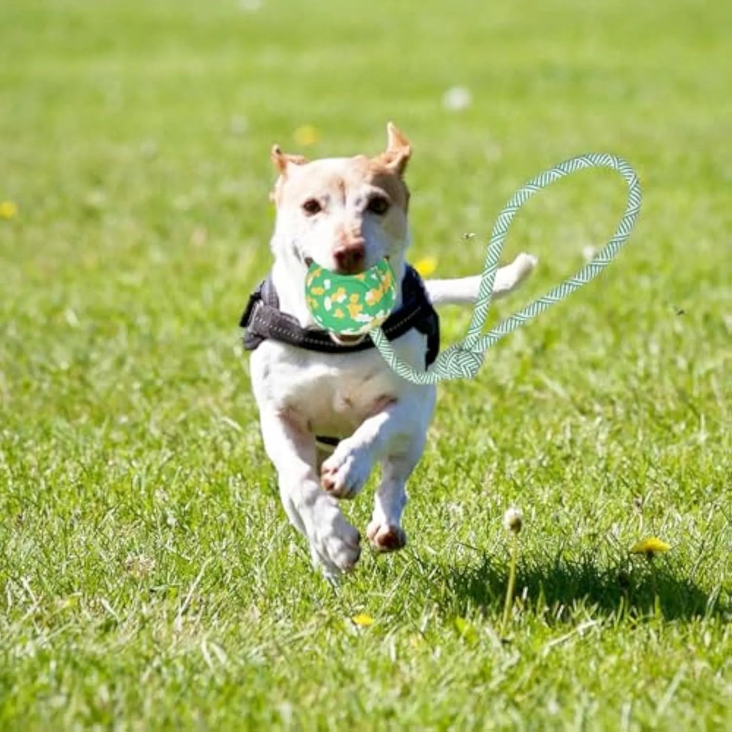 Natural rubber dog ball attached to nylon rope toy for medium and small dogs