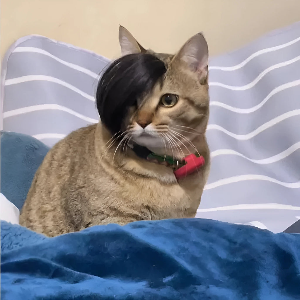 Black cat wig with imitation braid design for pet costume use