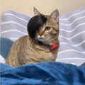Black cat wig with imitation braid design for pet costume use
