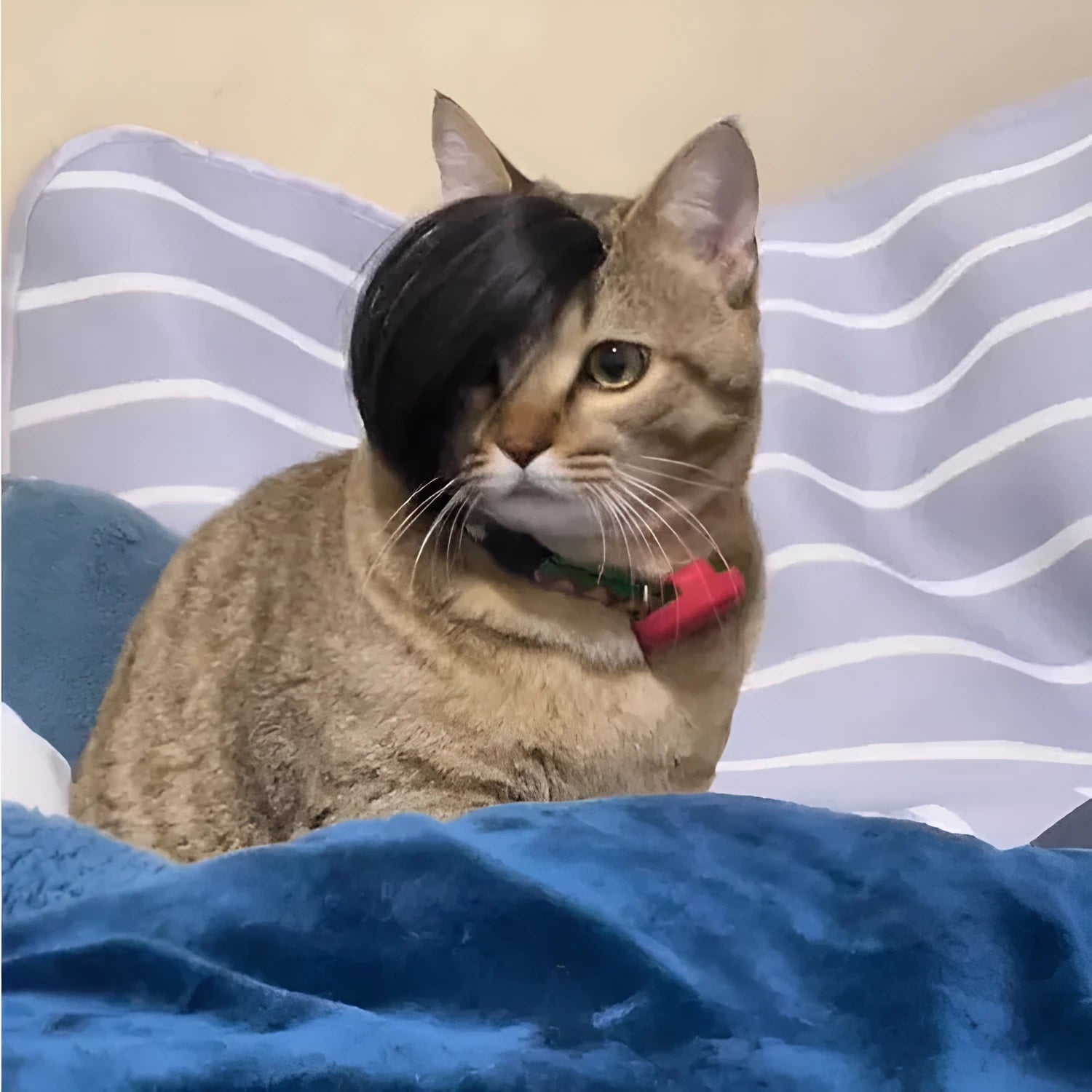 Black cat wig with imitation braid design for pet costume use