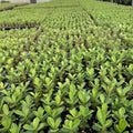 Bare-root Desert Rose Adenium obesum seedling with visible caudex and small leaves, suitable for potting