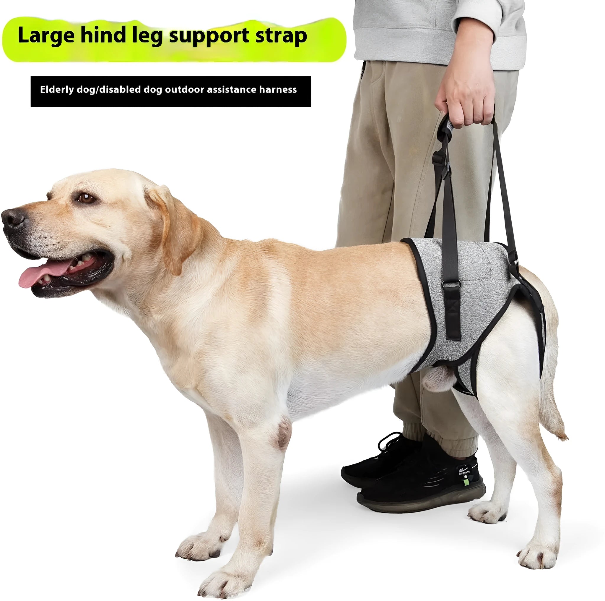 Grey adjustable neoprene dog rear leg recovery belt for hind leg support and mobility assistance