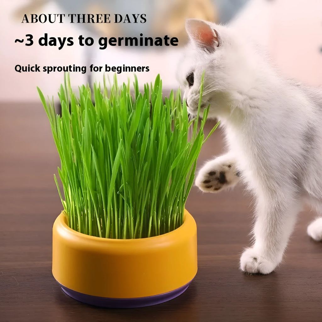 Hydroponic cat grass growing kit with soilless potted seeds in blue, green and yellow cup options