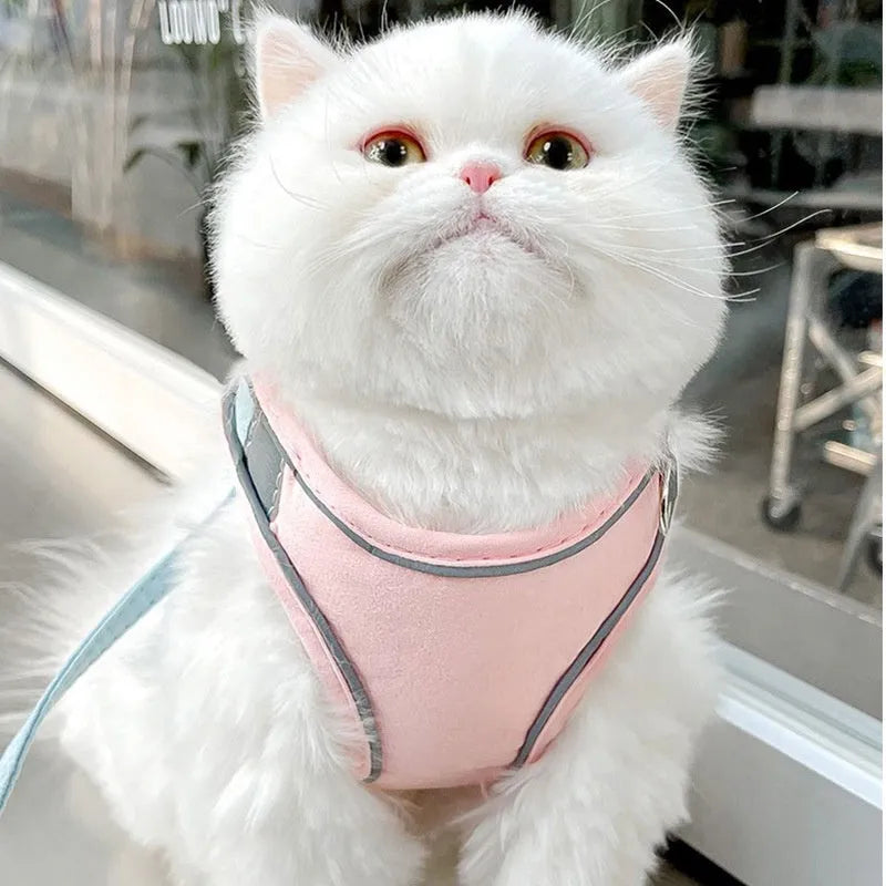 Blue orange stitching cat harness with reflective suede chest strap and 1.5 metre traction rope on a cat