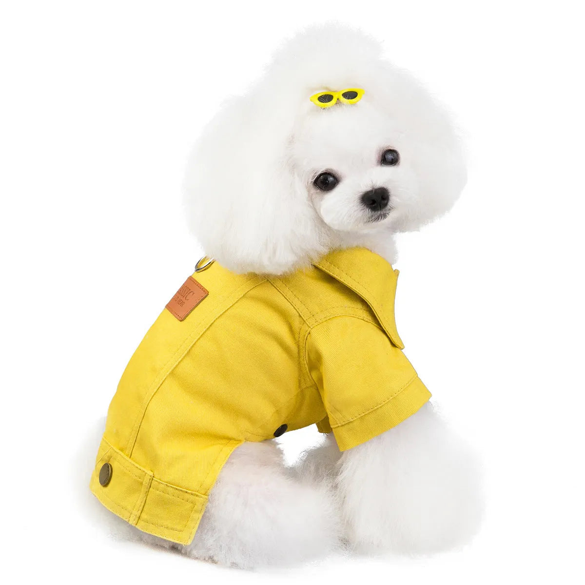 Blue cotton two-leg casual top for small dog on white background