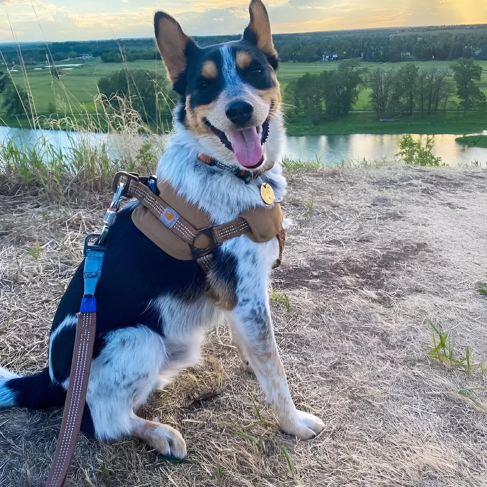 Reflective dog chest strap training belt with hand holding rope, size M L XL, 1.8 metre length