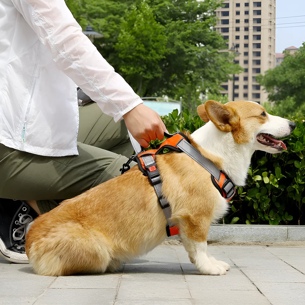Adjustable polyester dog harness with chest strap and optional hand holding rope in multiple colour options