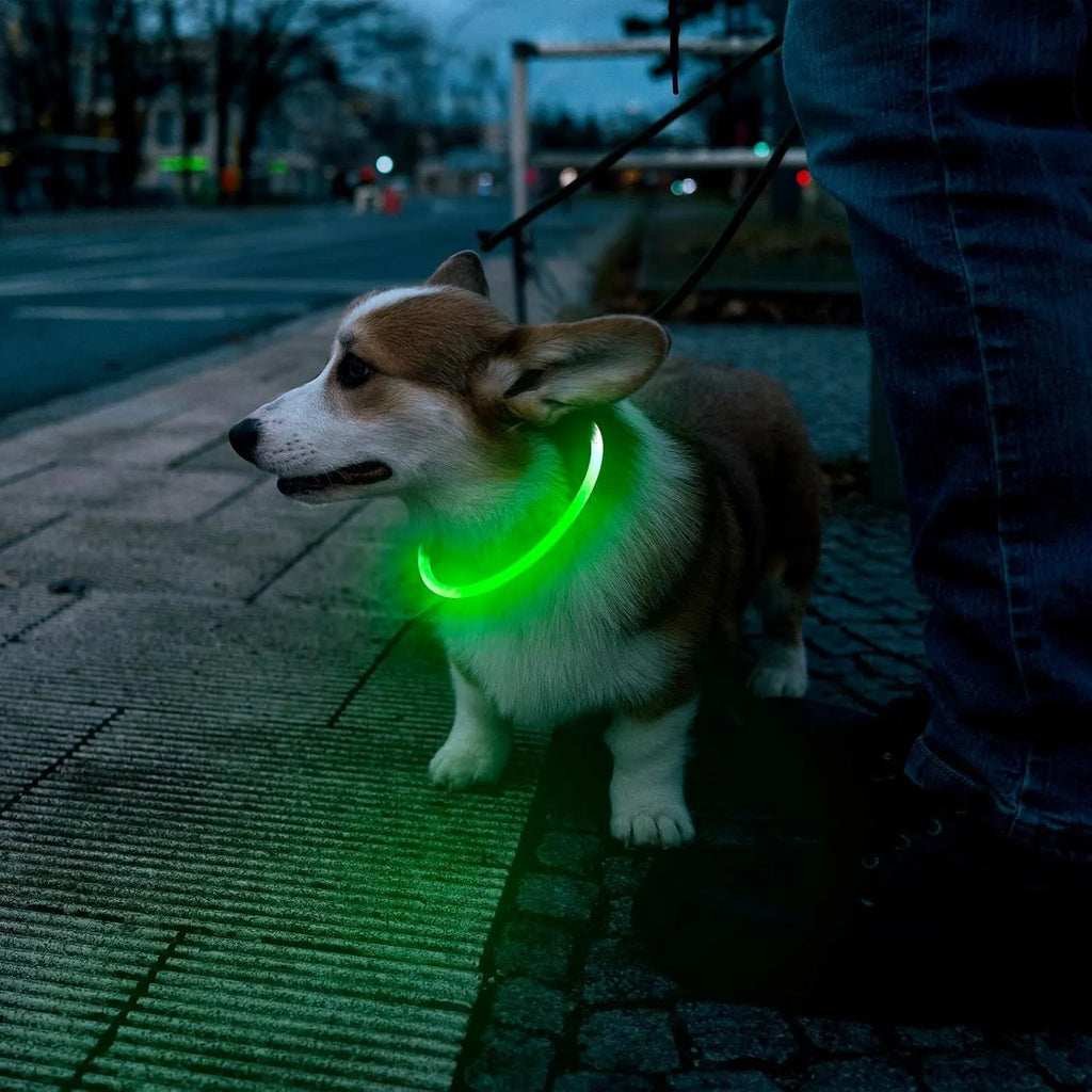 Blue USB rechargeable LED dog collar glowing with 360-degree visibility for nighttime pet safety