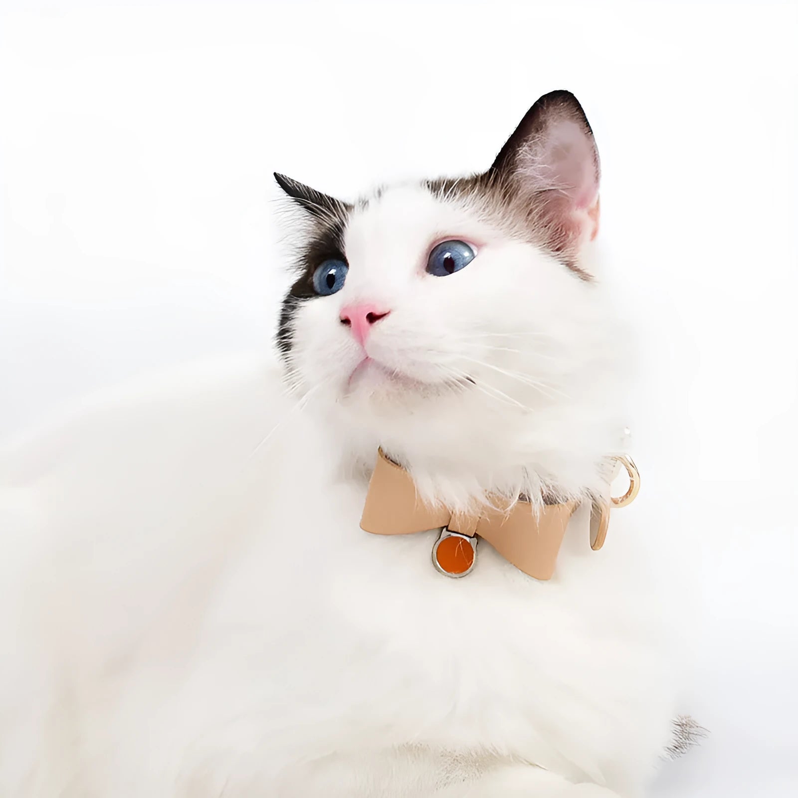 Luxury leather pet cat collar free size brown with metal chain ring and rope
