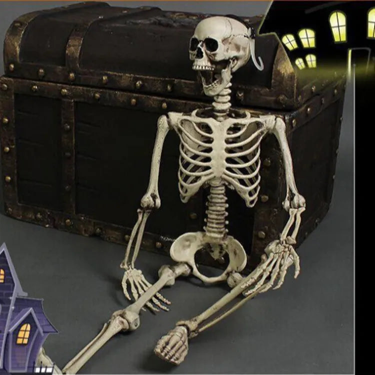 Full-height 170cm plastic skeleton prop with realistic bone structure