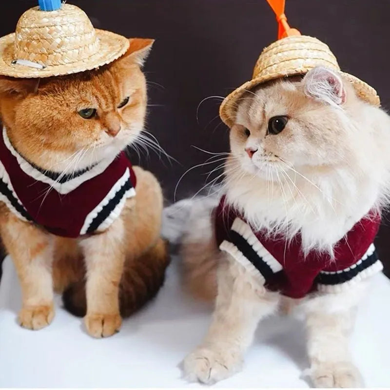 College-style warm winter cat coat in wine red on a British Shorthair cat, size M, side view