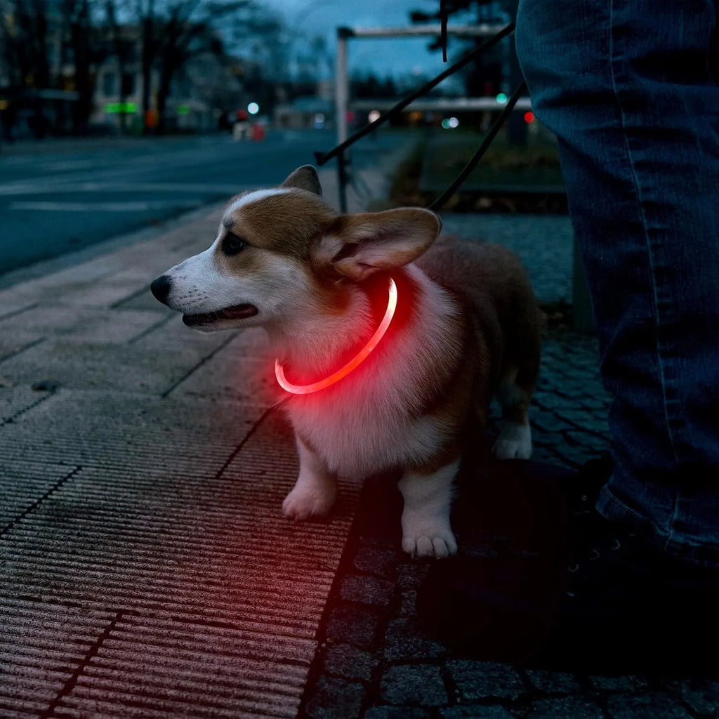 Blue USB rechargeable LED dog collar glowing with 360-degree visibility for nighttime pet safety