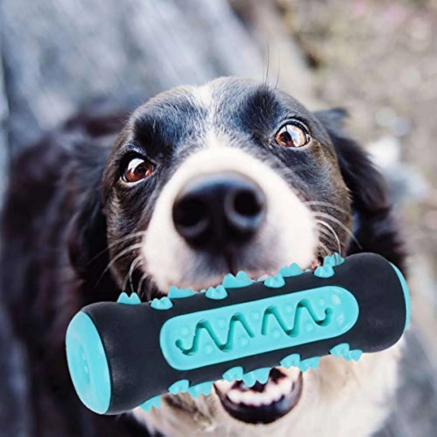 Natural rubber dog toothbrush chew toy in blue colour with textured cleaning surface