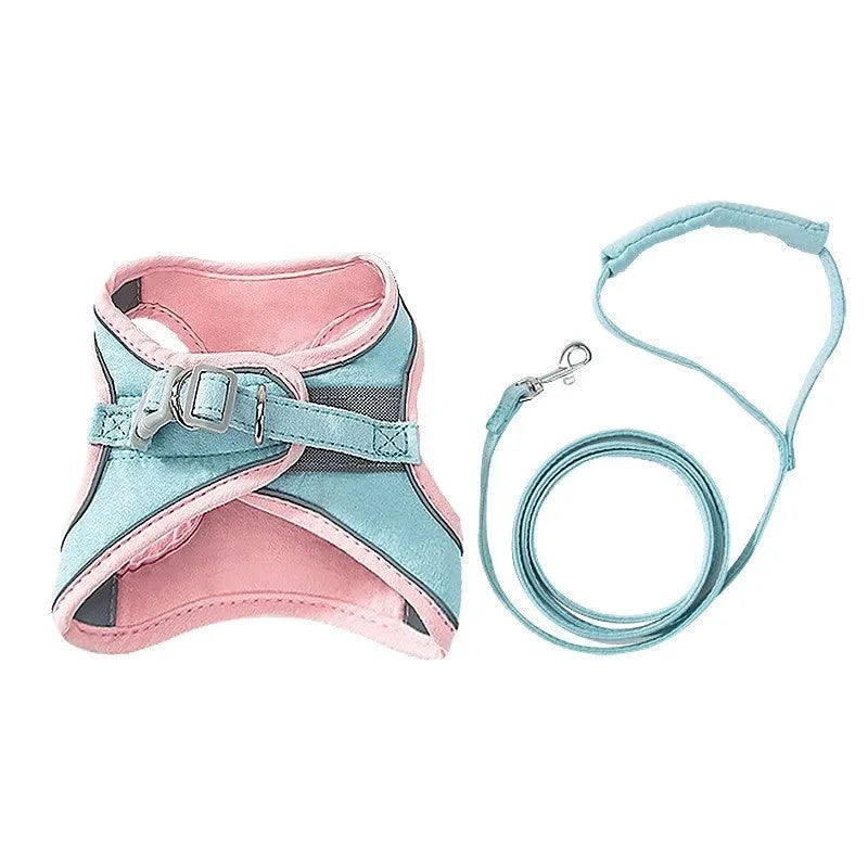 Blue orange stitching cat harness with reflective suede chest strap and 1.5 metre traction rope on a cat