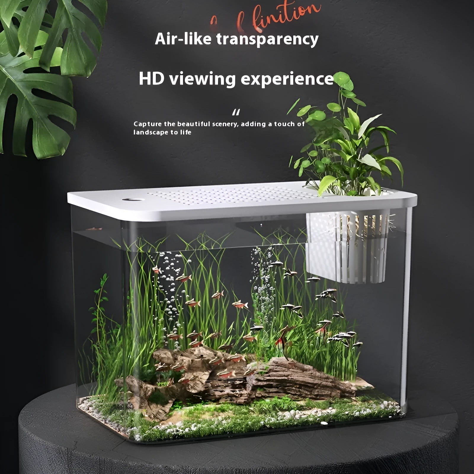 Plastic betta fish tank with cover measuring 32cm long in black and white colour options