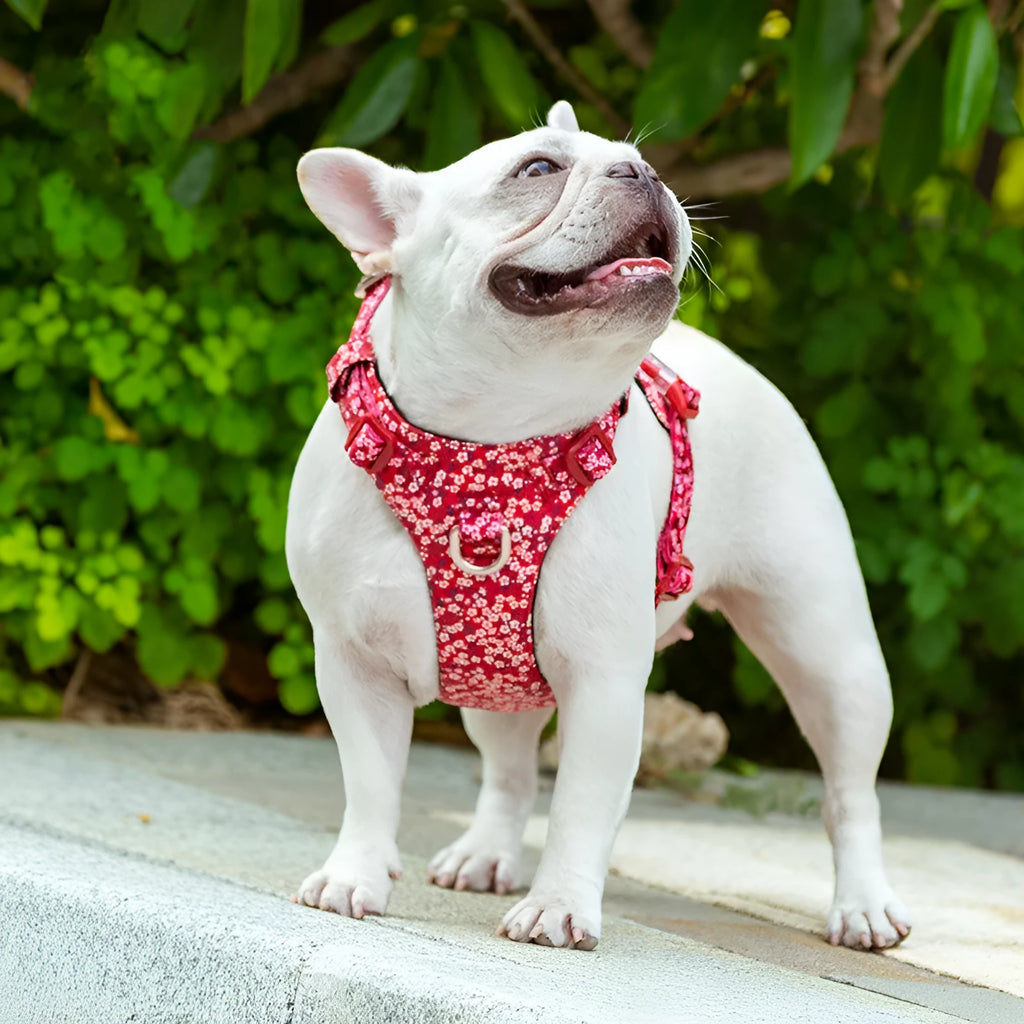 Pure cotton dog chest harness in a floral pattern, showing adjustable straps and sizing options.