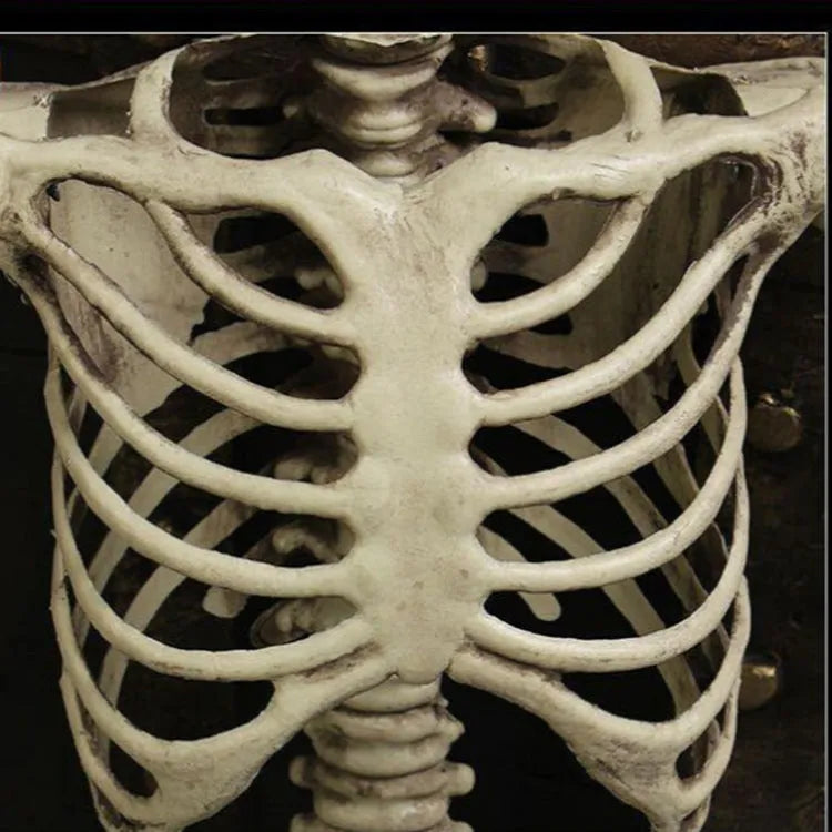 Full-height 170cm plastic skeleton prop with realistic bone structure