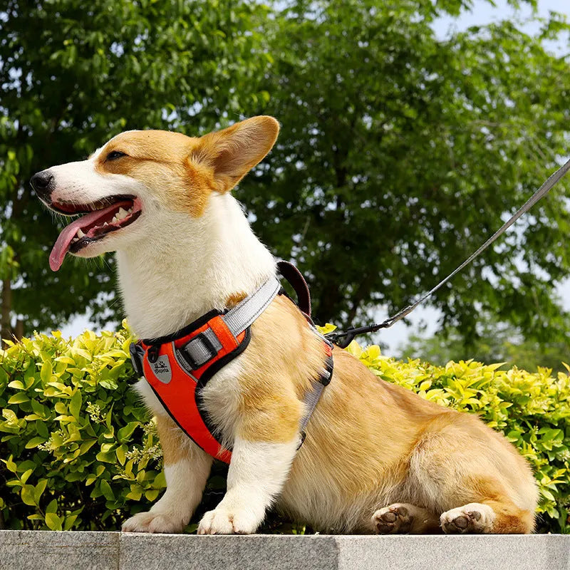 Adjustable polyester dog harness with chest strap and optional hand holding rope in multiple colour options