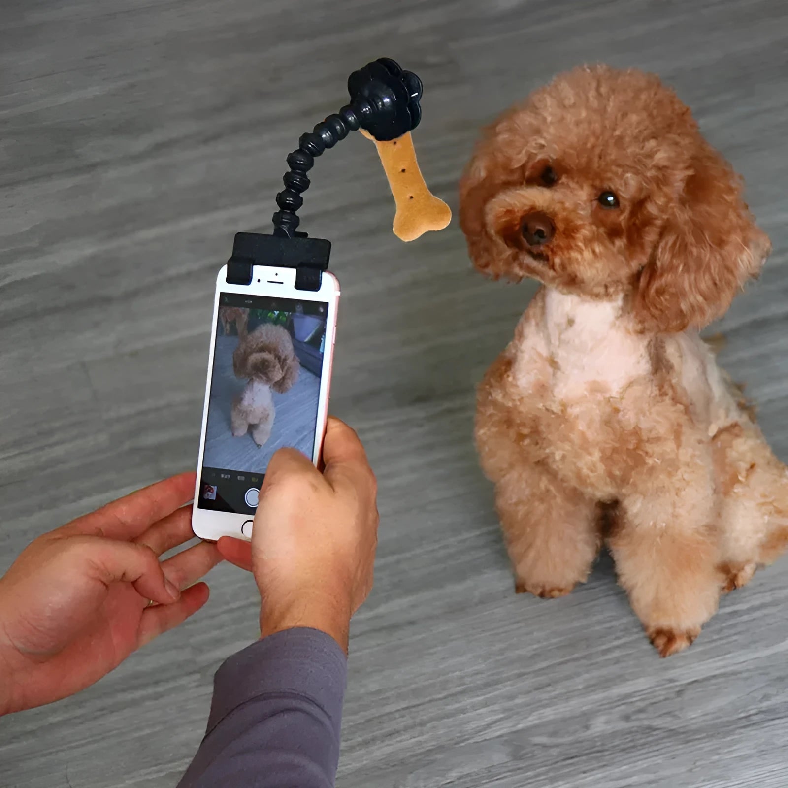 Pet photography tool with black plastic phone clip and snack holder for dog selfies