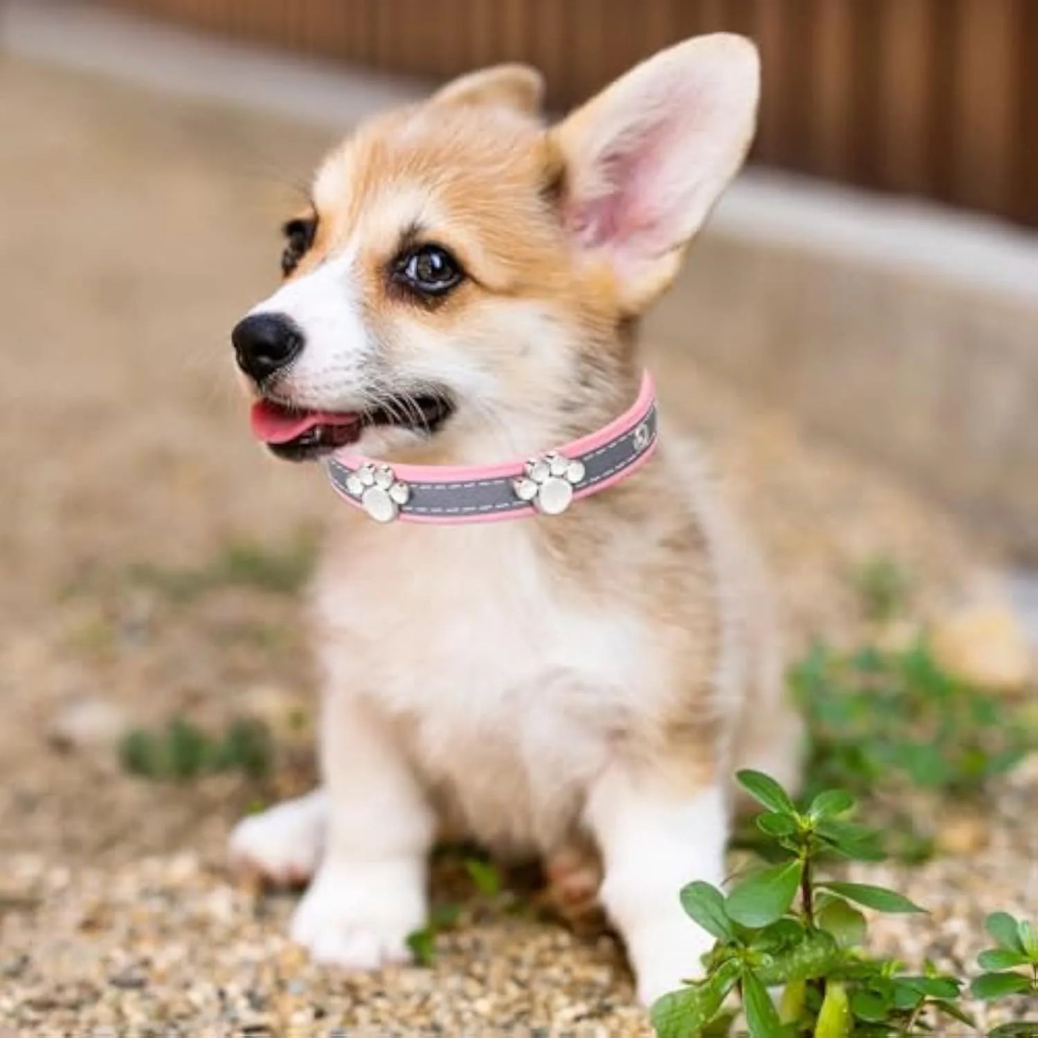 Reflective adjustable dog collar made of brown PU leather with a metal buckle and paw-shaped rivets.