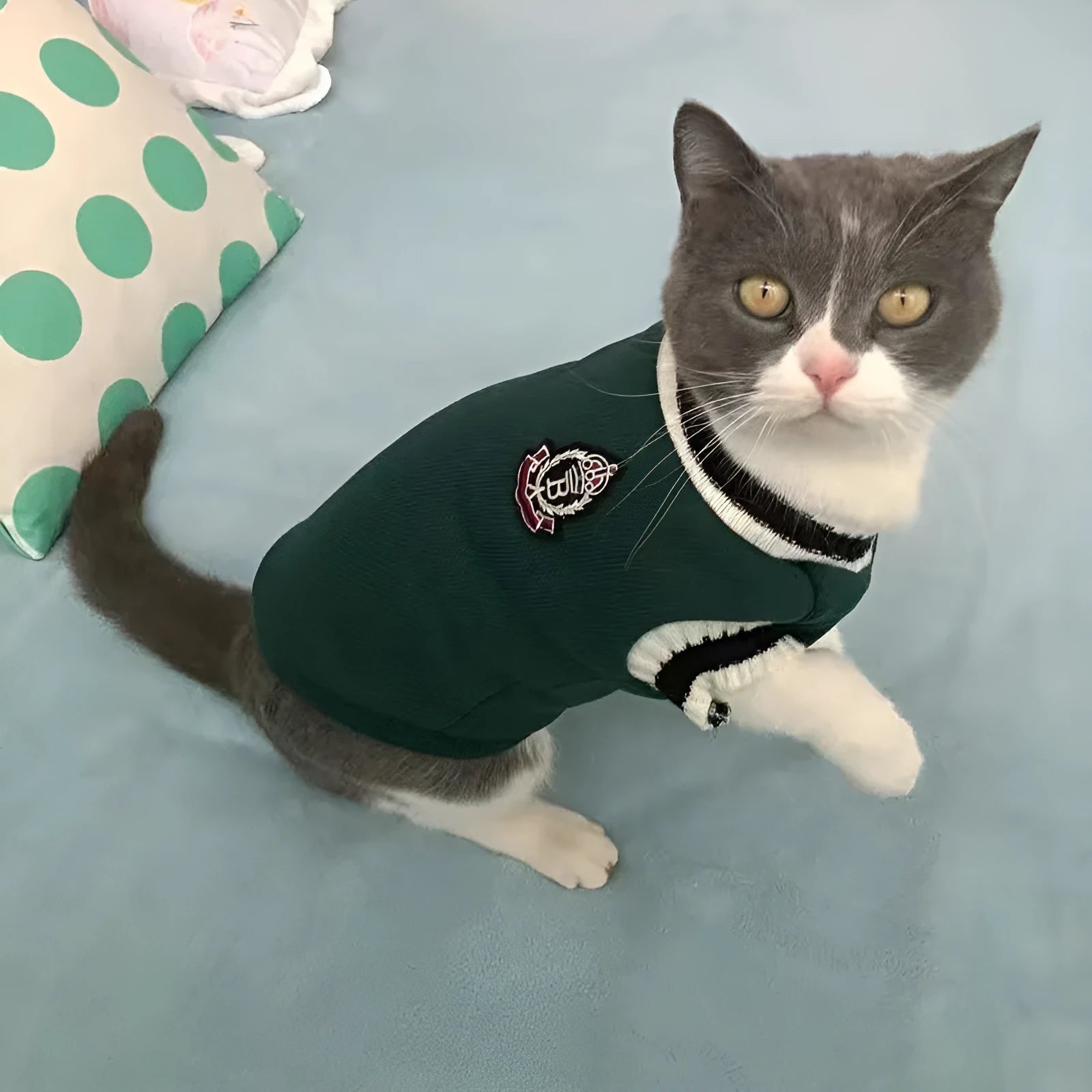 College-style warm winter cat coat in wine red on a British Shorthair cat, size M, side view