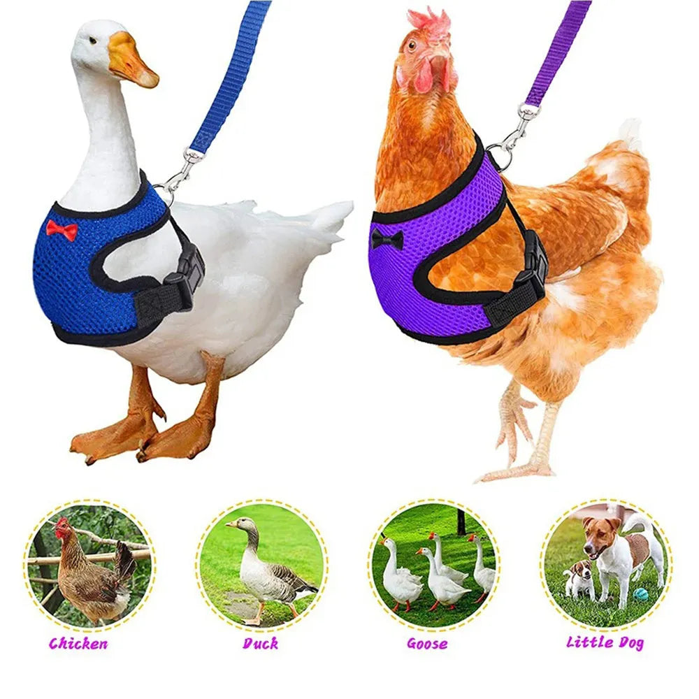 Adjustable poultry vest harness for chickens ducks in black with matching collar bow and 110 cm traction rope