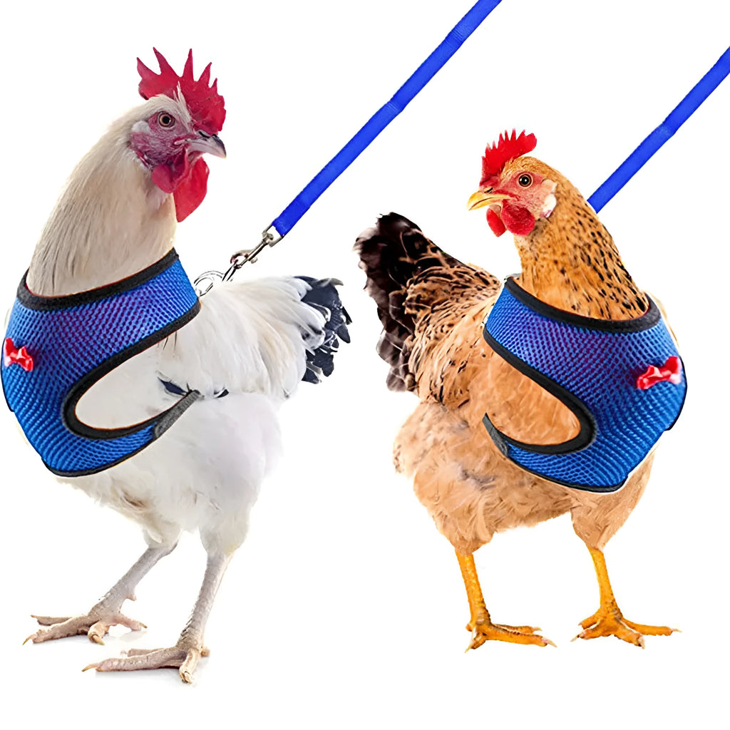 Adjustable poultry vest harness for chickens ducks in black with matching collar bow and 110 cm traction rope