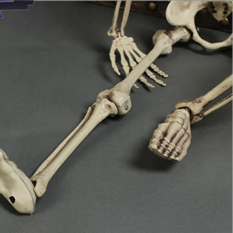 Full-height 170cm plastic skeleton prop with realistic bone structure