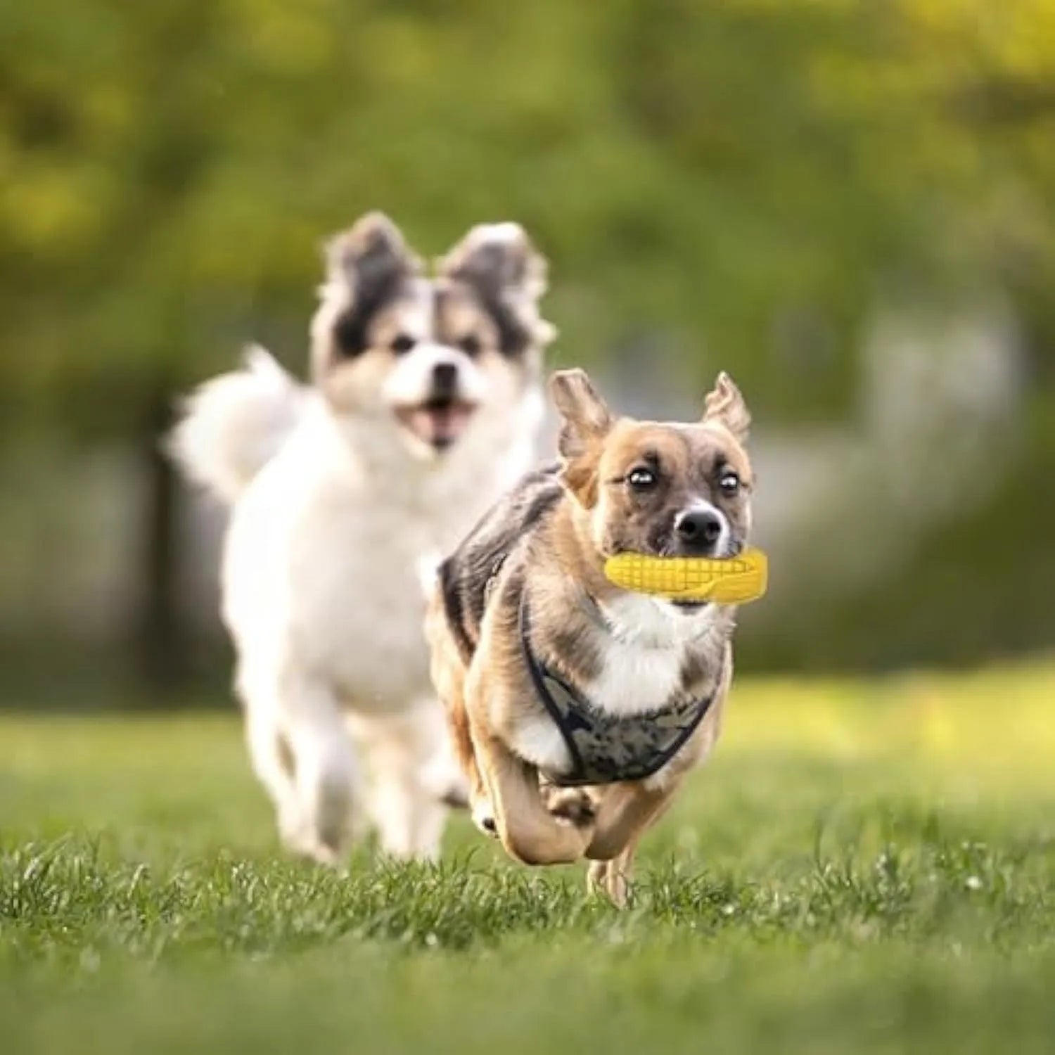 Blue and yellow corn-shaped dog chew toy with surface grooves for aggressive chewers