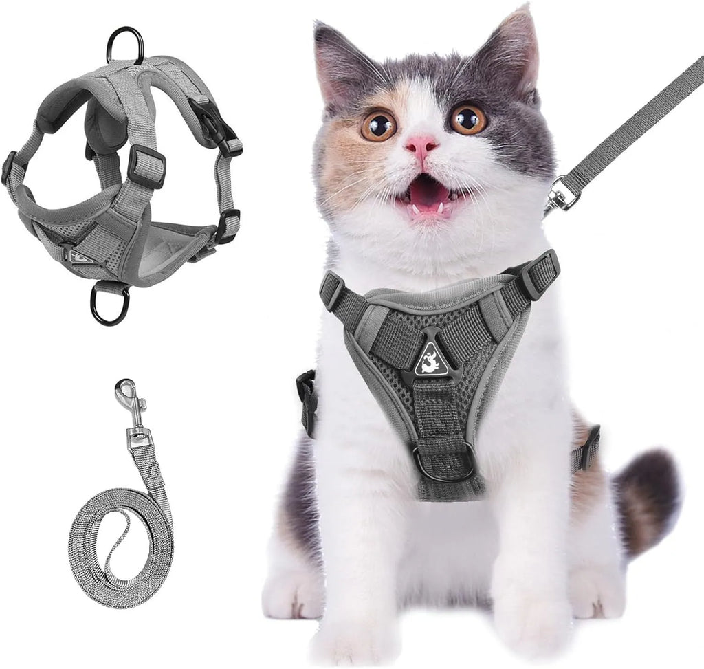 Blue breathable mesh cat chest harness with reflective stitching and leash, on a cat outdoors