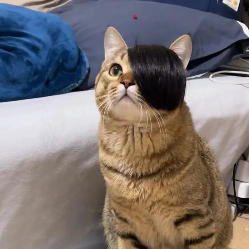 Black cat wig with imitation braid design for pet costume use