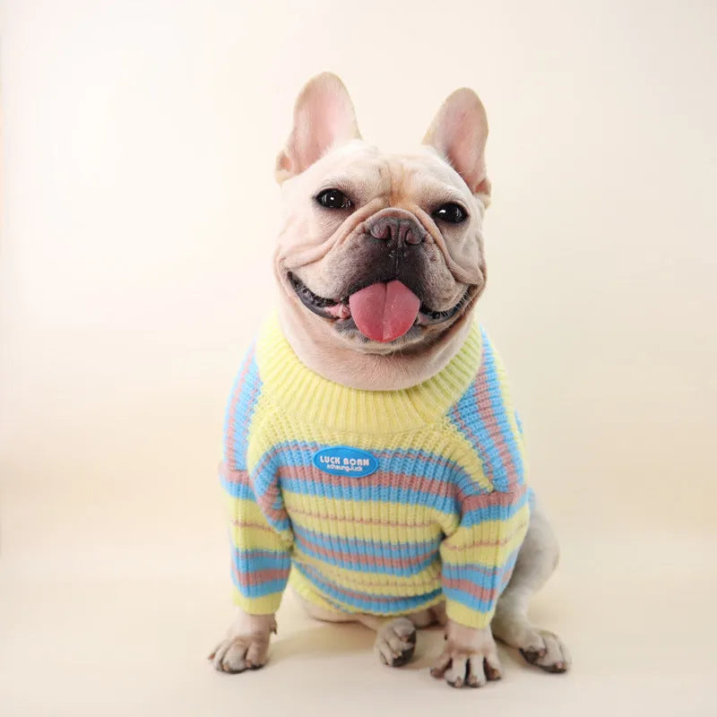 Blue and yellow striped wool dog sweater for small breeds in six sizes from XS to XXL