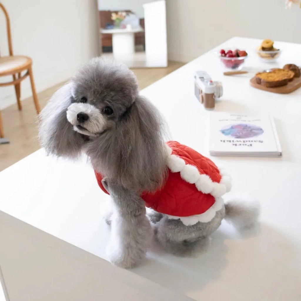 Red cotton pet coat with fur collar and Chinese knot detail for autumn and winter